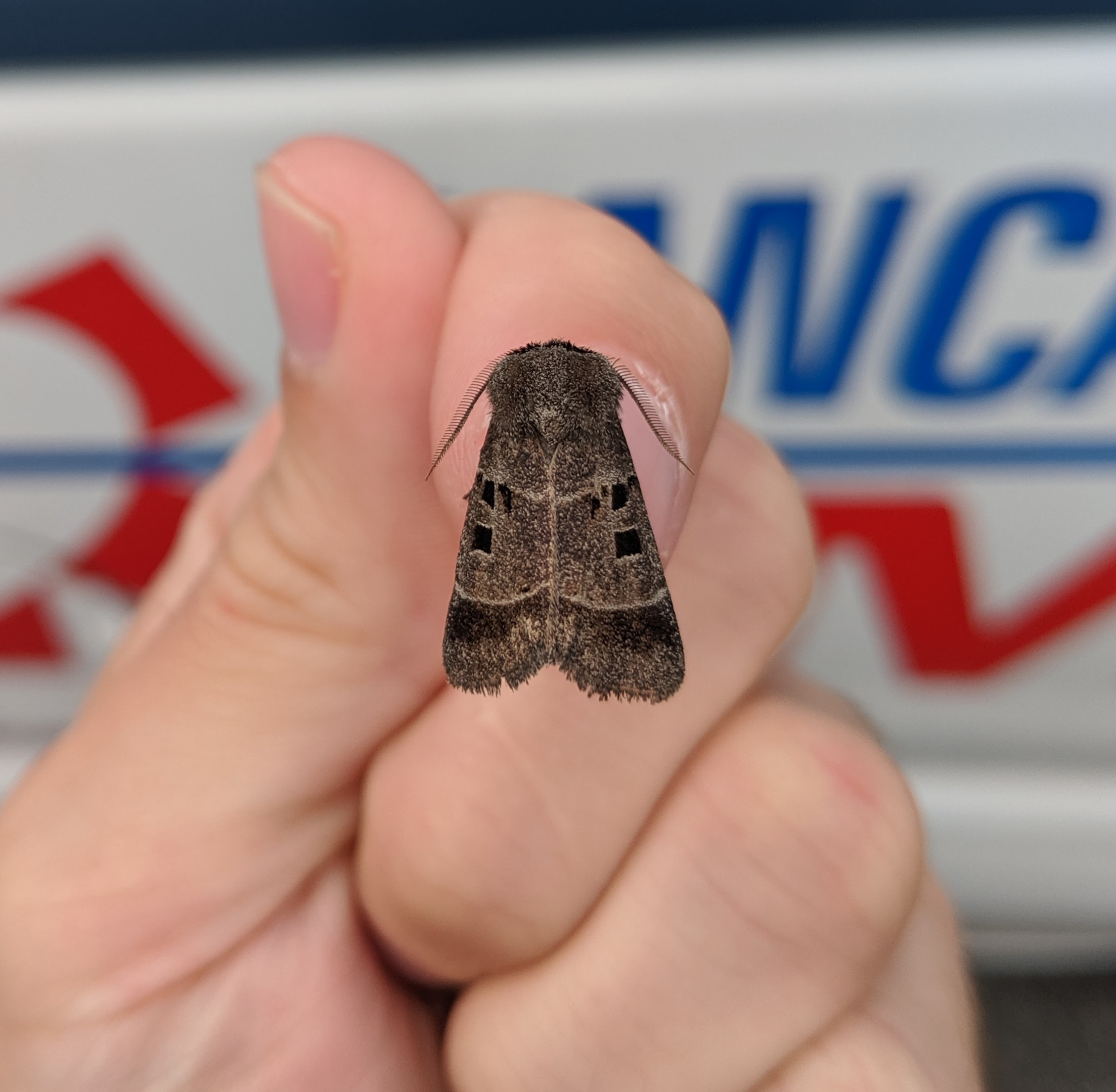 A rare moth!  Not even in my guide!_20191010.jpg
